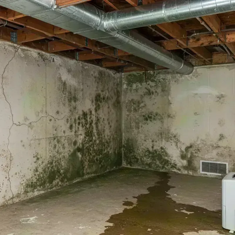 Professional Mold Removal in Helena, OK